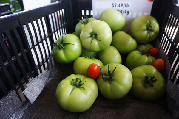 Green tomatoes from the Saskatoon farmers market